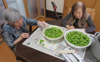 梅作業